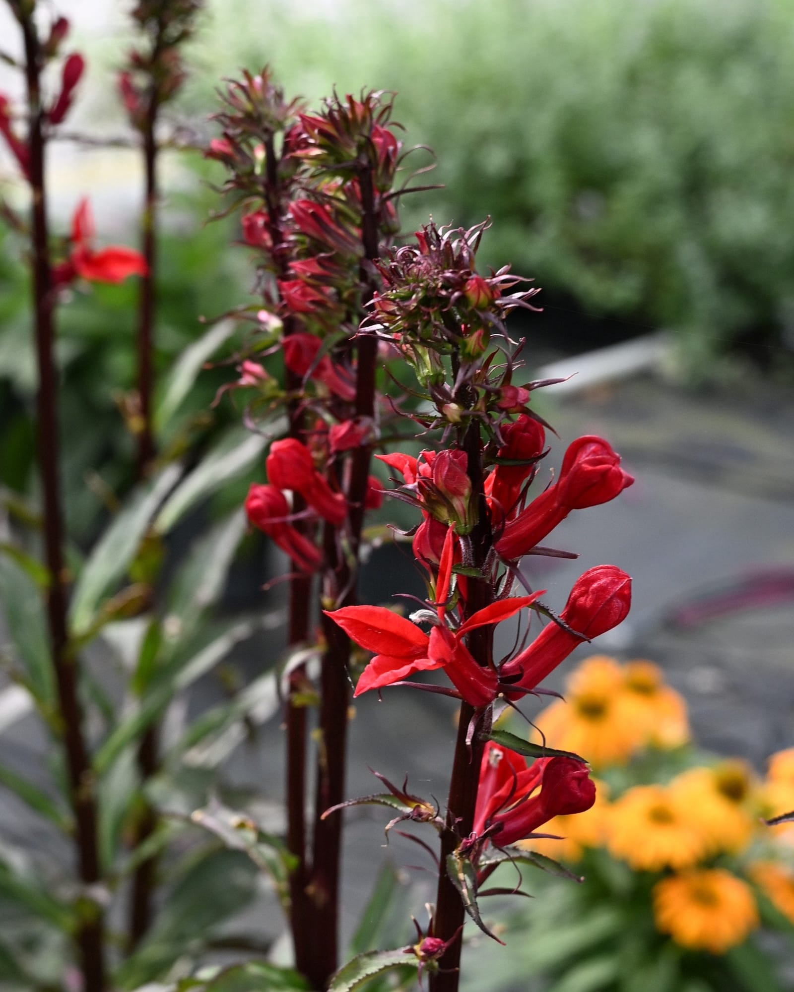 Starship Scarlet Bronze Leaf Cardinal Flower red blooms Starship Scarlet Bronze Leaf Cardinal Flower with vivid red blooms and dark bronze foliage in a garden setting