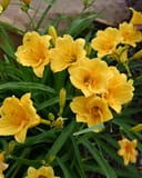 Stella D'Oro Daylily with clusters of golden yellow flowers and narrow green foliage