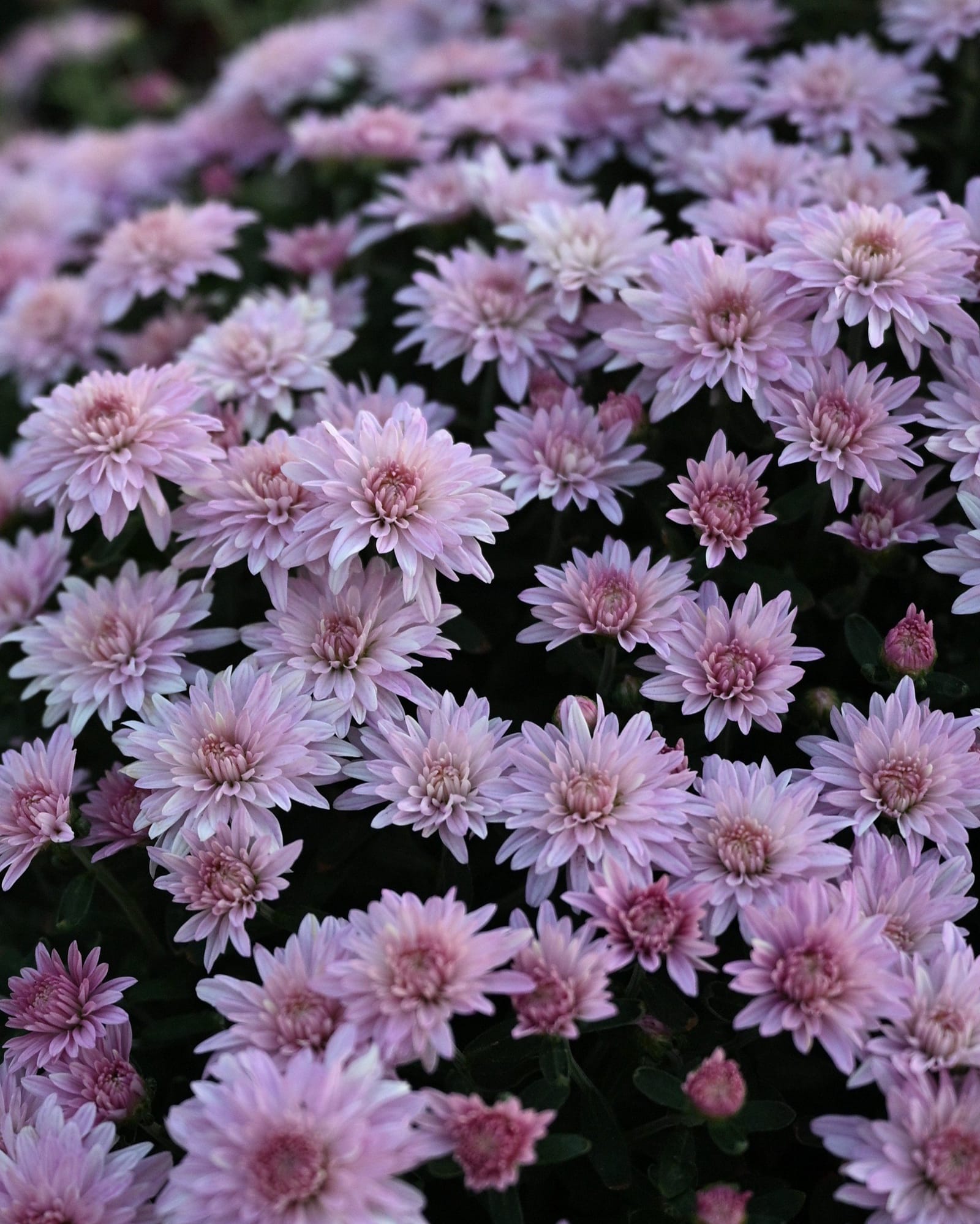 Stellar Pink Mum