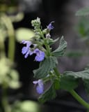 Summer Magic Catmint with purple flowers and textured green leaves