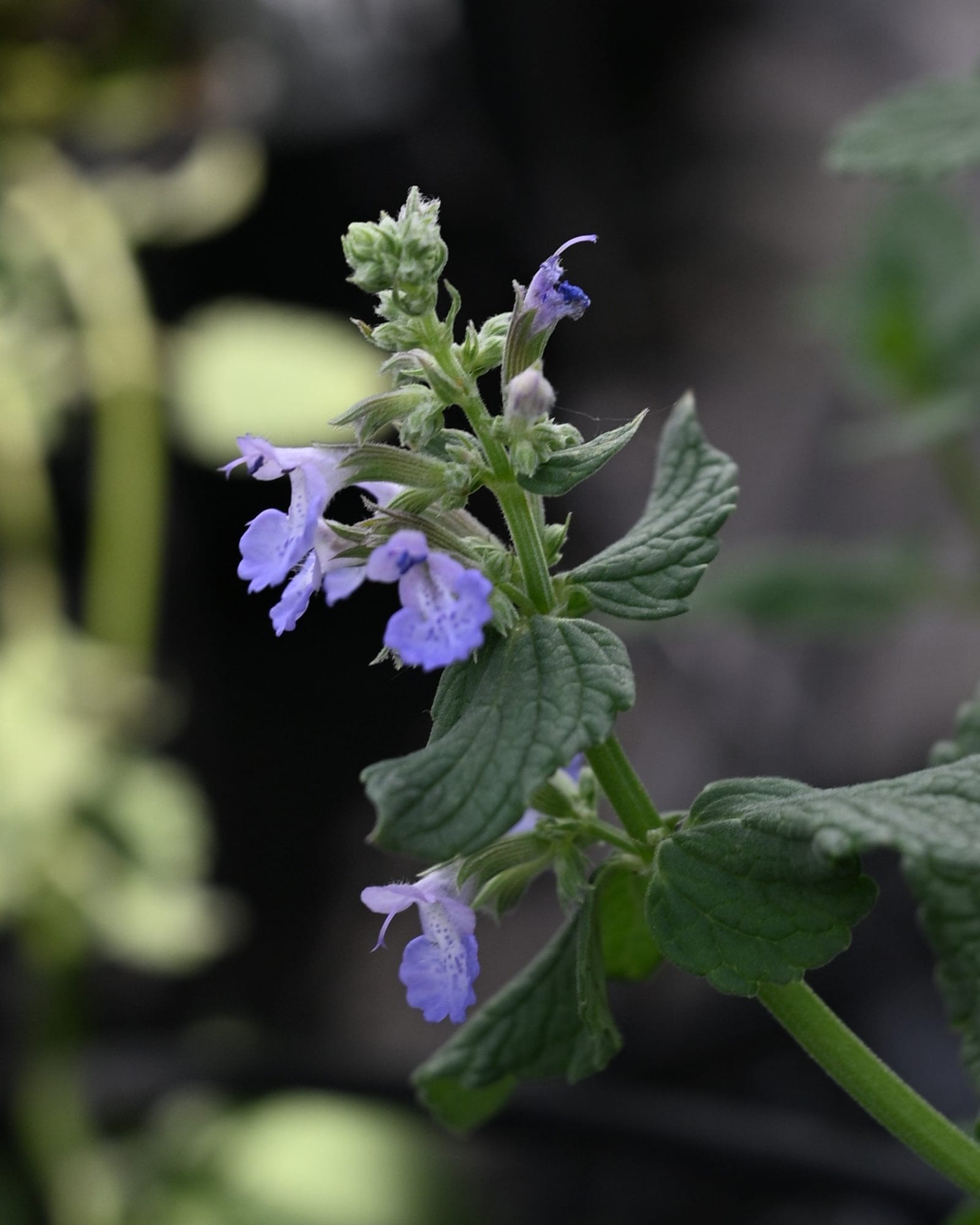 Summer Magic Catmint purple flowers Summer Magic Catmint with purple flowers and textured green leaves