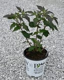 Summerific Berry Awesome Hardy Hibiscus with dark green foliage in a container on gravel