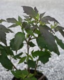 Summerific Berry Awesome Hardy Hibiscus with dark green foliage in a nursery container