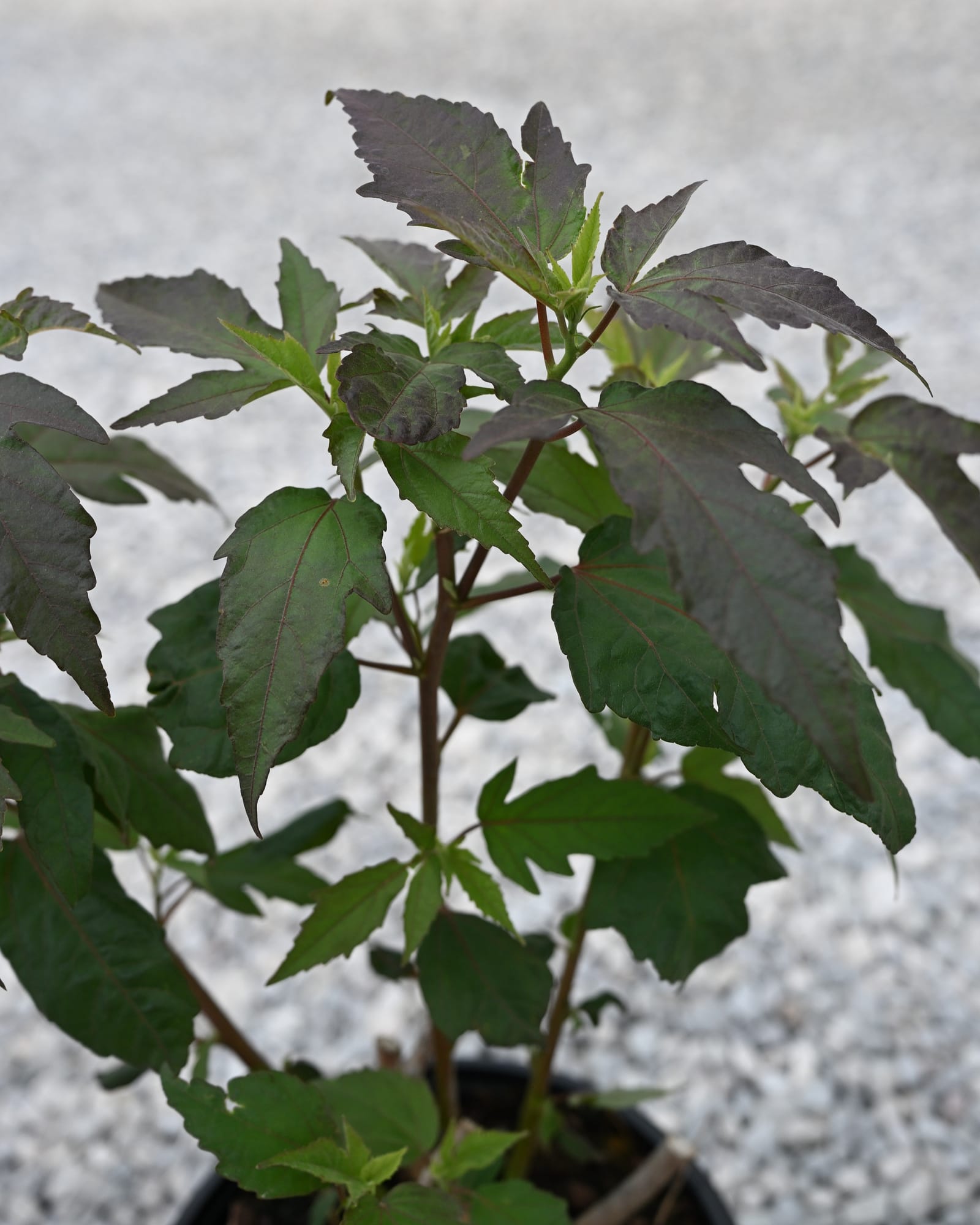 Summerific Berry Awesome Hardy Hibiscus dark foliage Summerific Berry Awesome Hardy Hibiscus with dark green foliage in a nursery container