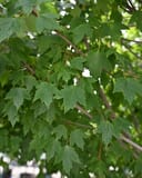 Sun Valley Maple with dense green lobed leaves and slender reddish branches