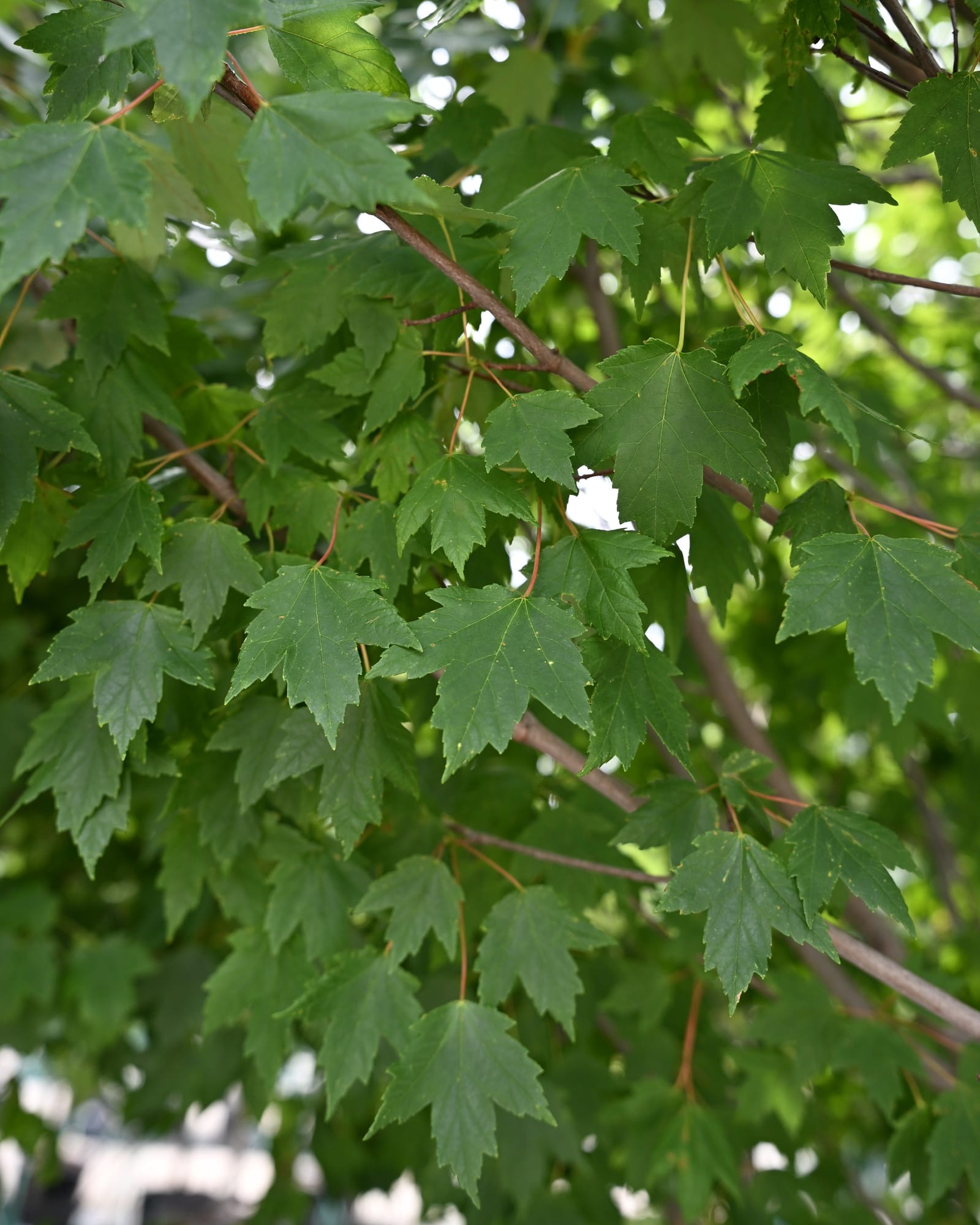 Sun Valley Maple