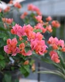 Sundown Orange Bougainvillea with clusters of coral pink and orange bracts in a nursery setting