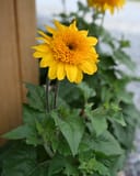 Sunfinity Double Yellow Sunflower with bright yellow double blooms and green foliage in a container