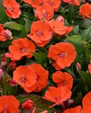 Sunpatiens Compact Electric Orange Impatiens with vivid orange flowers and dark green foliage