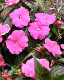 Sunpatiens Compact Hot Pink Impatiens with vivid pink flowers and dark green foliage