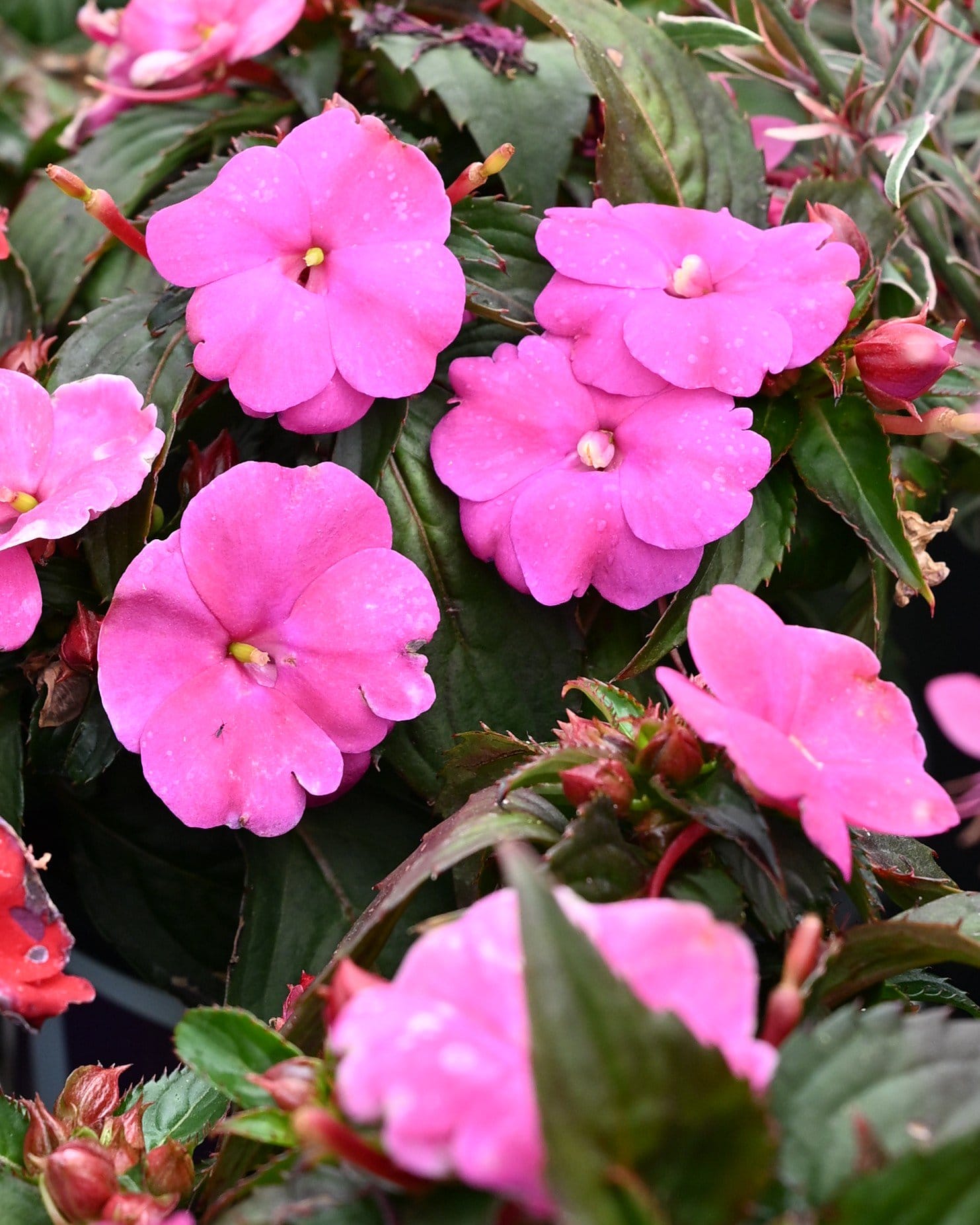 Sunpatiens Compact Hot Pink Impatiens pink flowers Sunpatiens Compact Hot Pink Impatiens with vivid pink flowers and dark green foliage