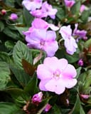 Sunpatiens Compact Lavender Splash Impatiens with pale lavender pink flowers and dark green foliage