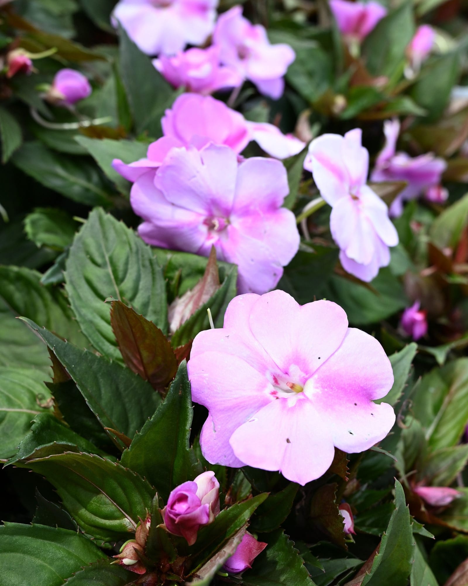 Sunpatiens Compact Lavender Splash Impatiens lavender flowers Sunpatiens Compact Lavender Splash Impatiens with pale lavender pink flowers and dark green foliage
