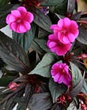 Sunpatiens Compact Purple Candy Impatiens with vivid pink-purple flowers and dark green foliage