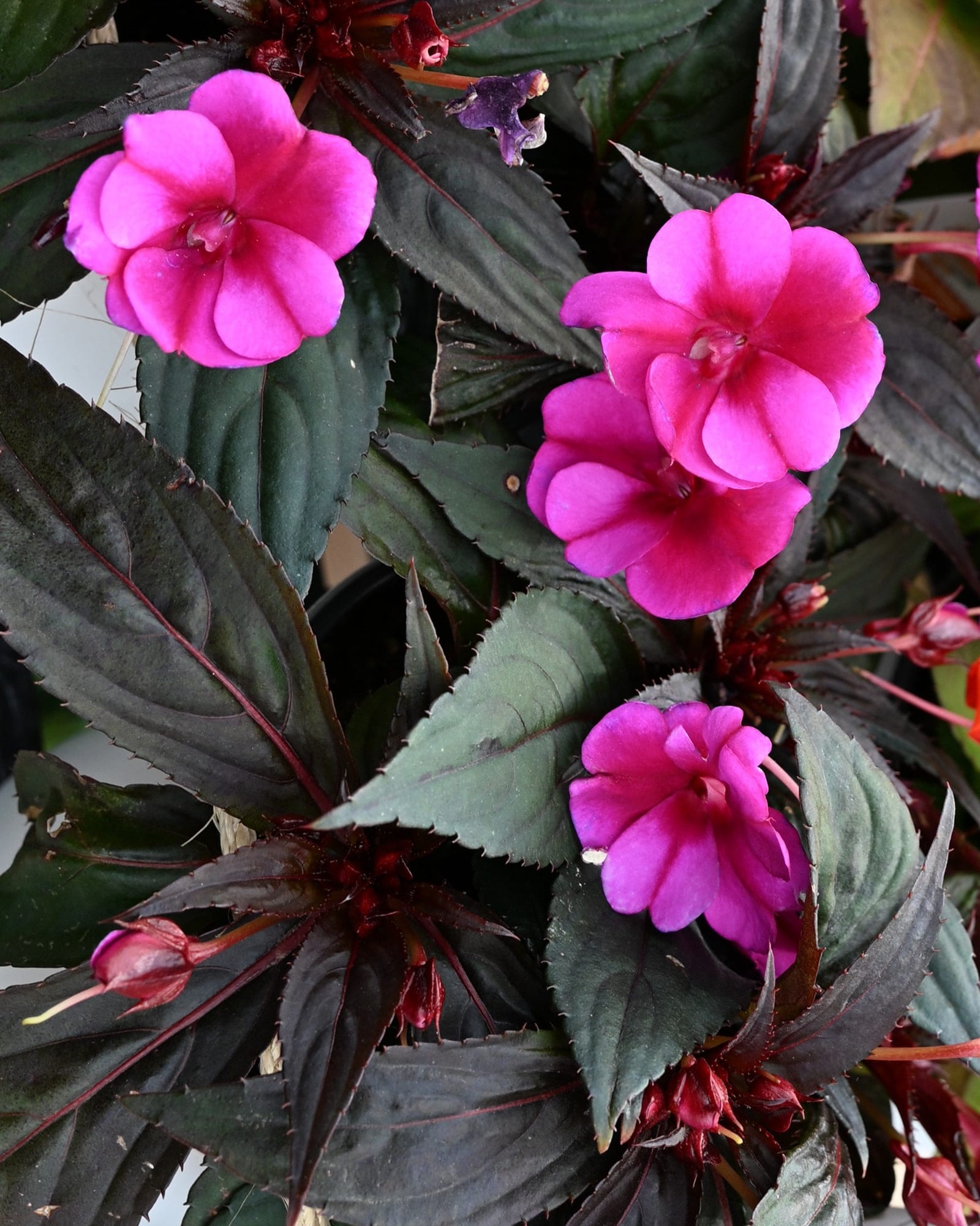 Sunpatiens Compact Purple Candy Impatiens pink purple flowers Sunpatiens Compact Purple Candy Impatiens with vivid pink-purple flowers and dark green foliage