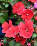 Sunpatiens Compact Red Impatiens with vivid red flowers and dark green foliage