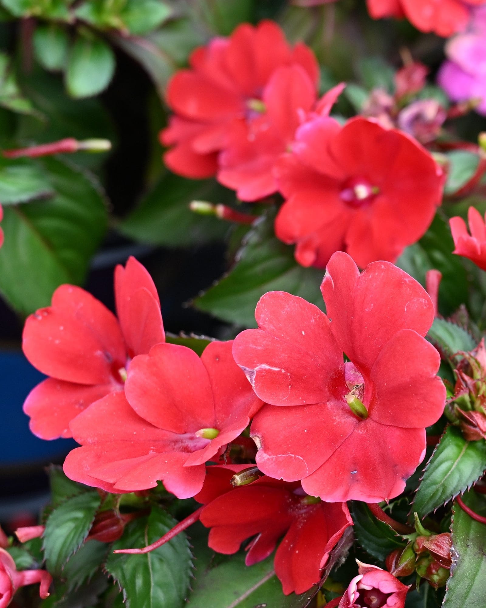 Sunpatiens Compact Red Impatiens red flowers Sunpatiens Compact Red Impatiens with vivid red flowers and dark green foliage