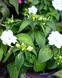 Sunpatiens Compact White Impatiens with white flowers and green foliage in a nursery container