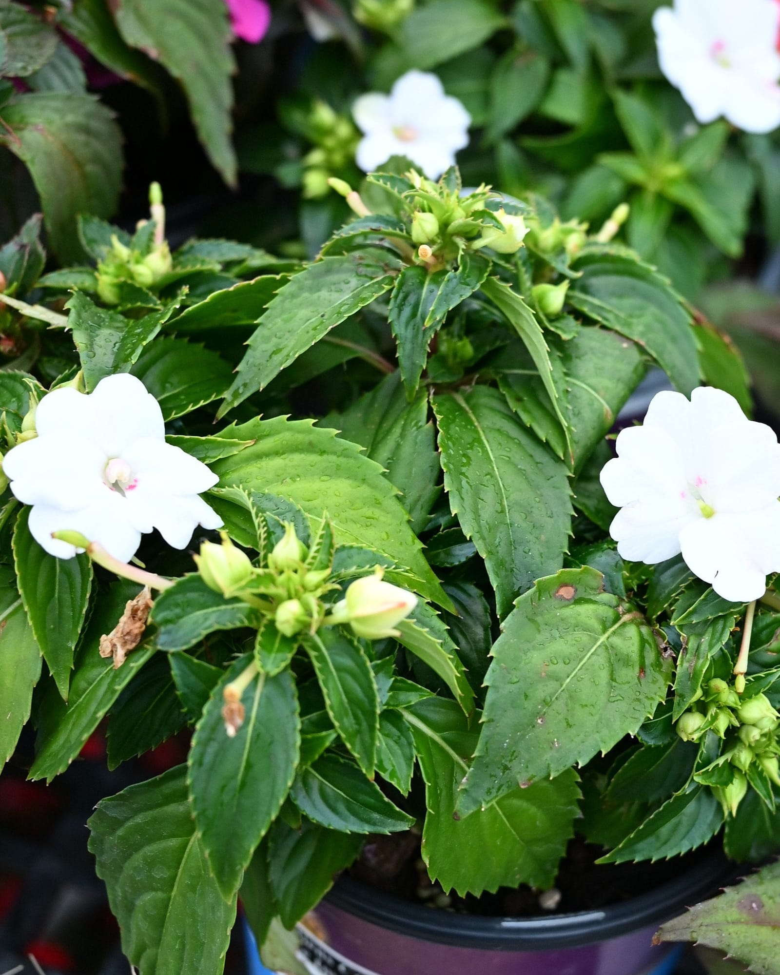 Sunpatiens Compact White Impatiens white flowers Sunpatiens Compact White Impatiens with white flowers and green foliage in a nursery container