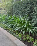 Super Star Spider Lily with long arching green leaves along a landscaped walkway