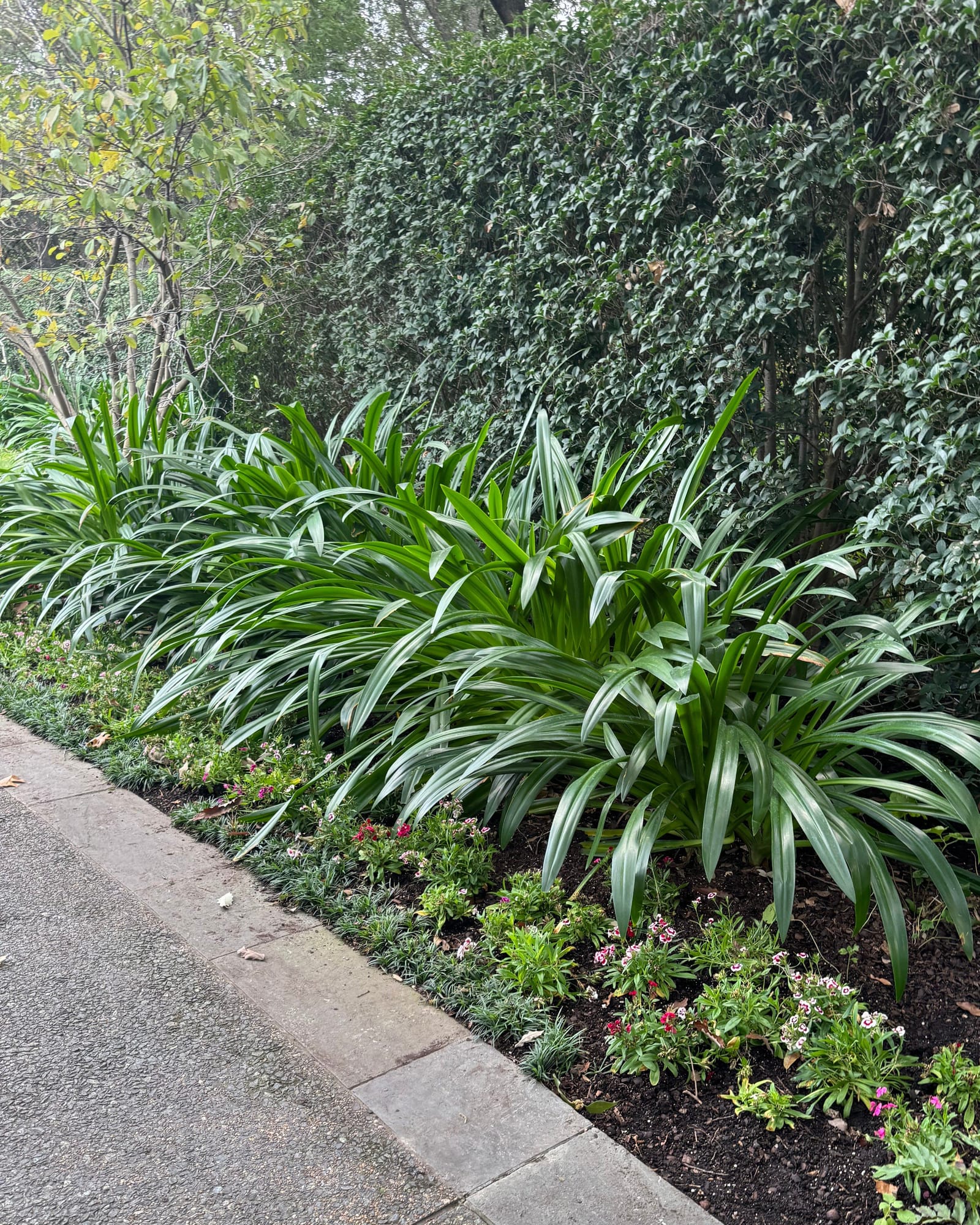 Super Star Spider Lily - view 3