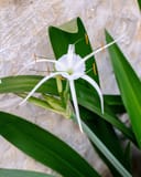 Super Star Spider Lily with white spidery flowers and long green strap-shaped leaves