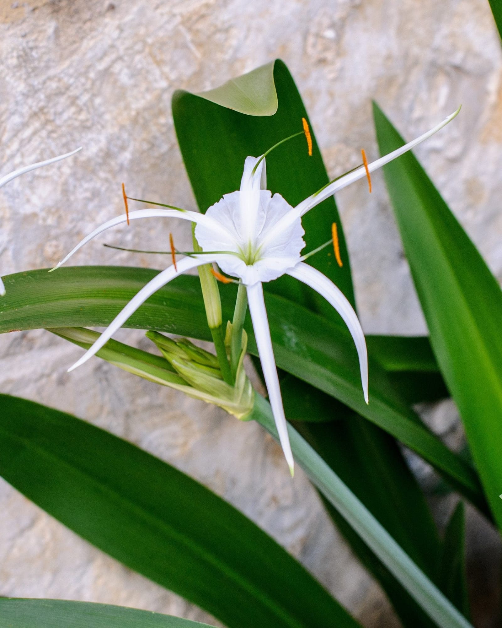 Super Star Spider Lily white flowers Super Star Spider Lily with white spidery flowers and long green strap-shaped leaves