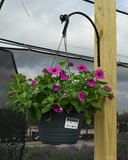 SuperCal Premium Purple Dawn Petchoa - Main Image