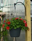 SuperCal Premium Red Maple Petchoa - Main Image