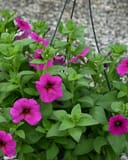 SuperCal Premium Purple Dawn Petchoa - Image 2