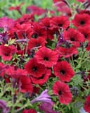 Supertunia Black Cherry Petunia with abundant deep red blooms and dark centers