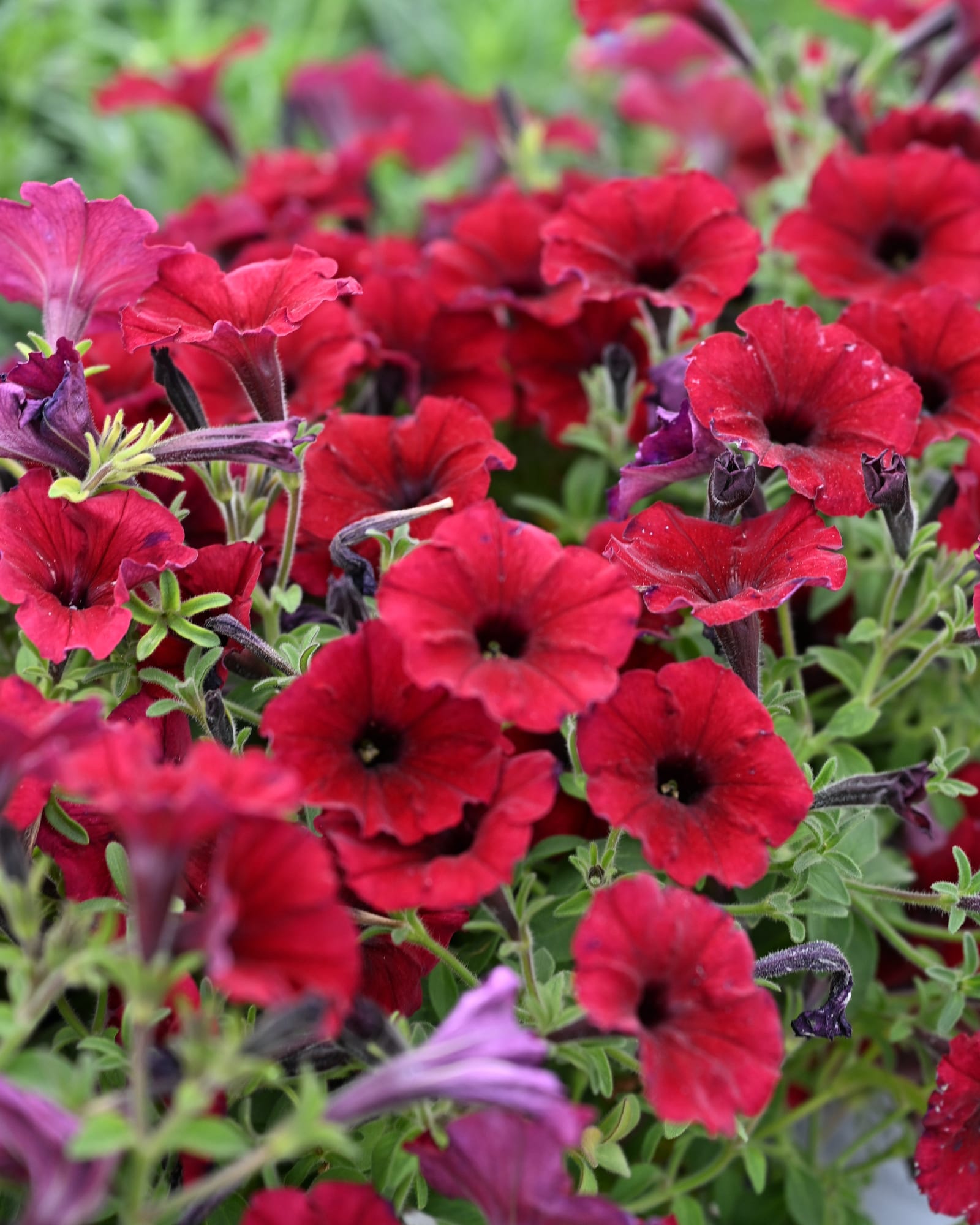 Supertunia Black Cherry Petunia red blooms Supertunia Black Cherry Petunia with abundant deep red blooms and dark centers