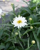 Sweet Daisy Rebecca Shasta Daisy with white fringed flowers, yellow centers and unopened buds among green foliage