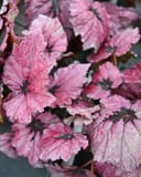 T Rex Ruby Slippers Begonia with ruffled pink leaves and dark veins