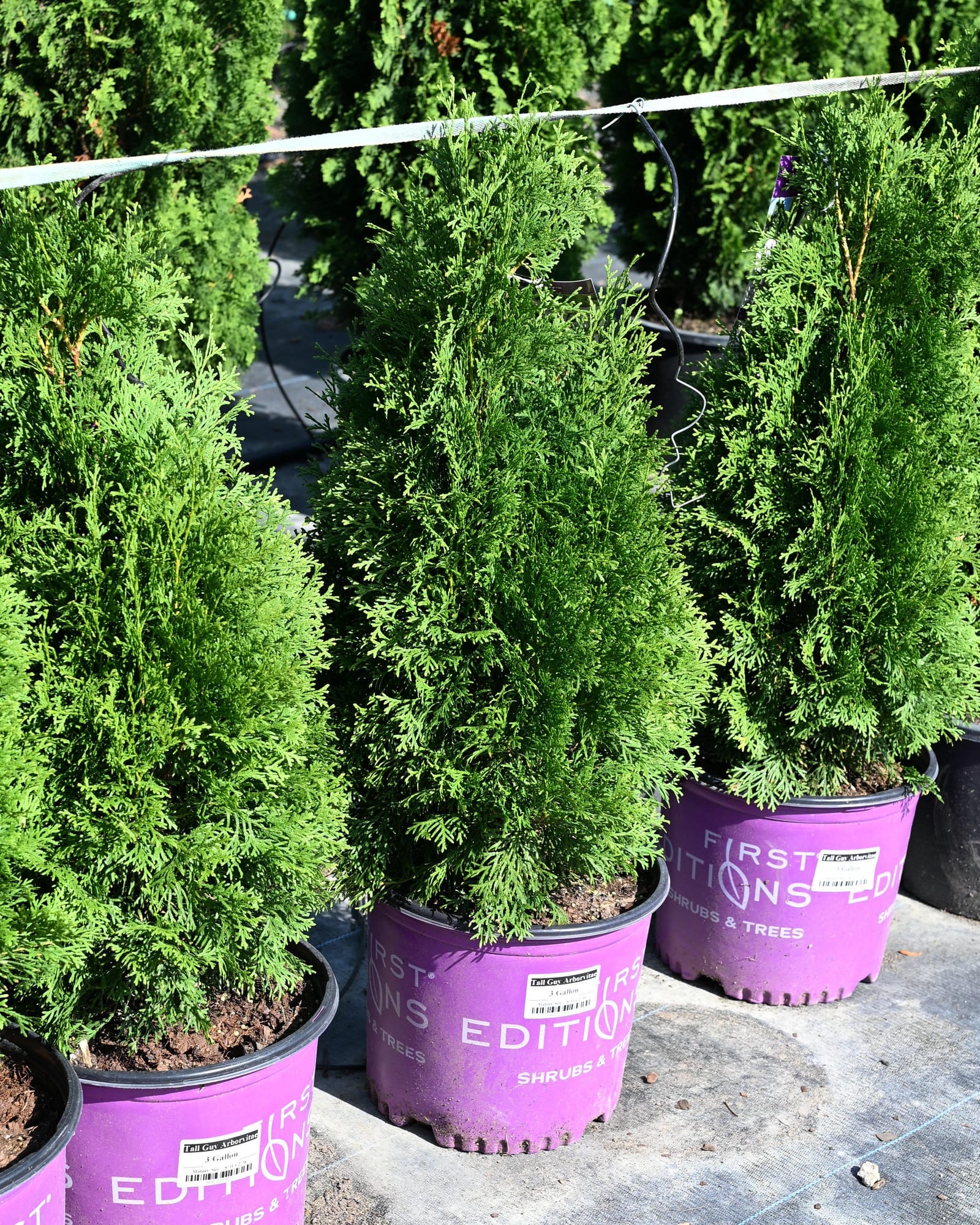 Tall Guy Arborvitae