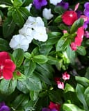 Tattoo American Pie Mix Vinca with white, pink, red and purple flowers and glossy green leaves