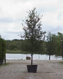 Texas Live Oak in a container beside a lake with a full upright crown