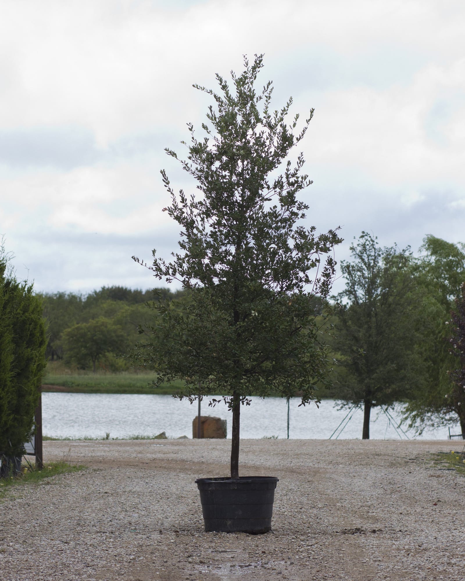 Texas Live Oak - view 5