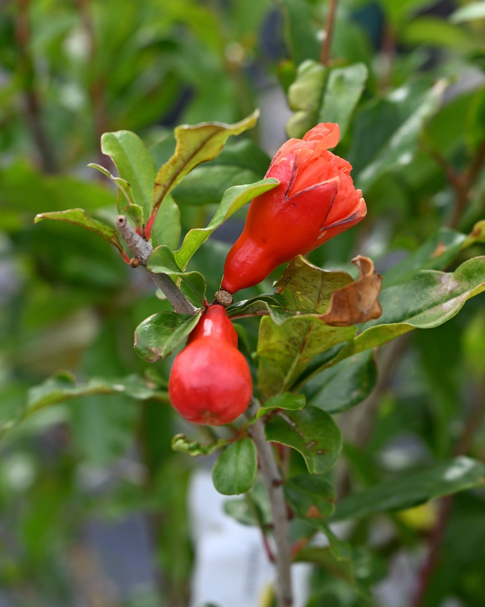 Texas Pink Pomegranate