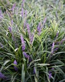 Variegated Liriope with slender striped leaves and purple flower spikes