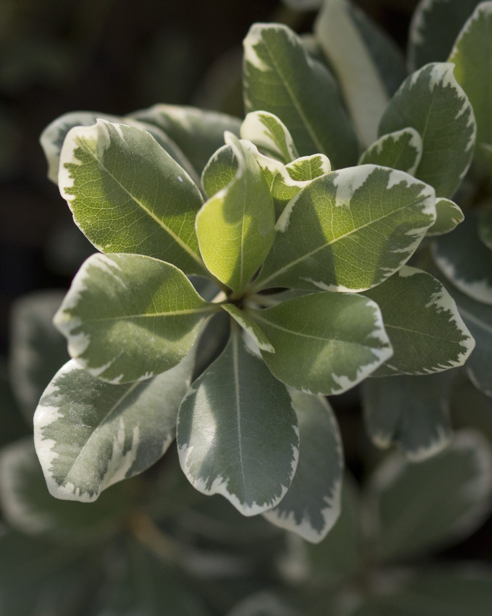Variegated Pittosporum - view 4
