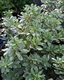 Variegated Pittosporum with dense rounded leaves edged in creamy white