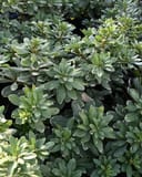 Variegated Pittosporum with dense rounded green leaves and pale leaf margins