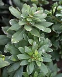 Variegated Pittosporum with glossy green leaves edged in cream