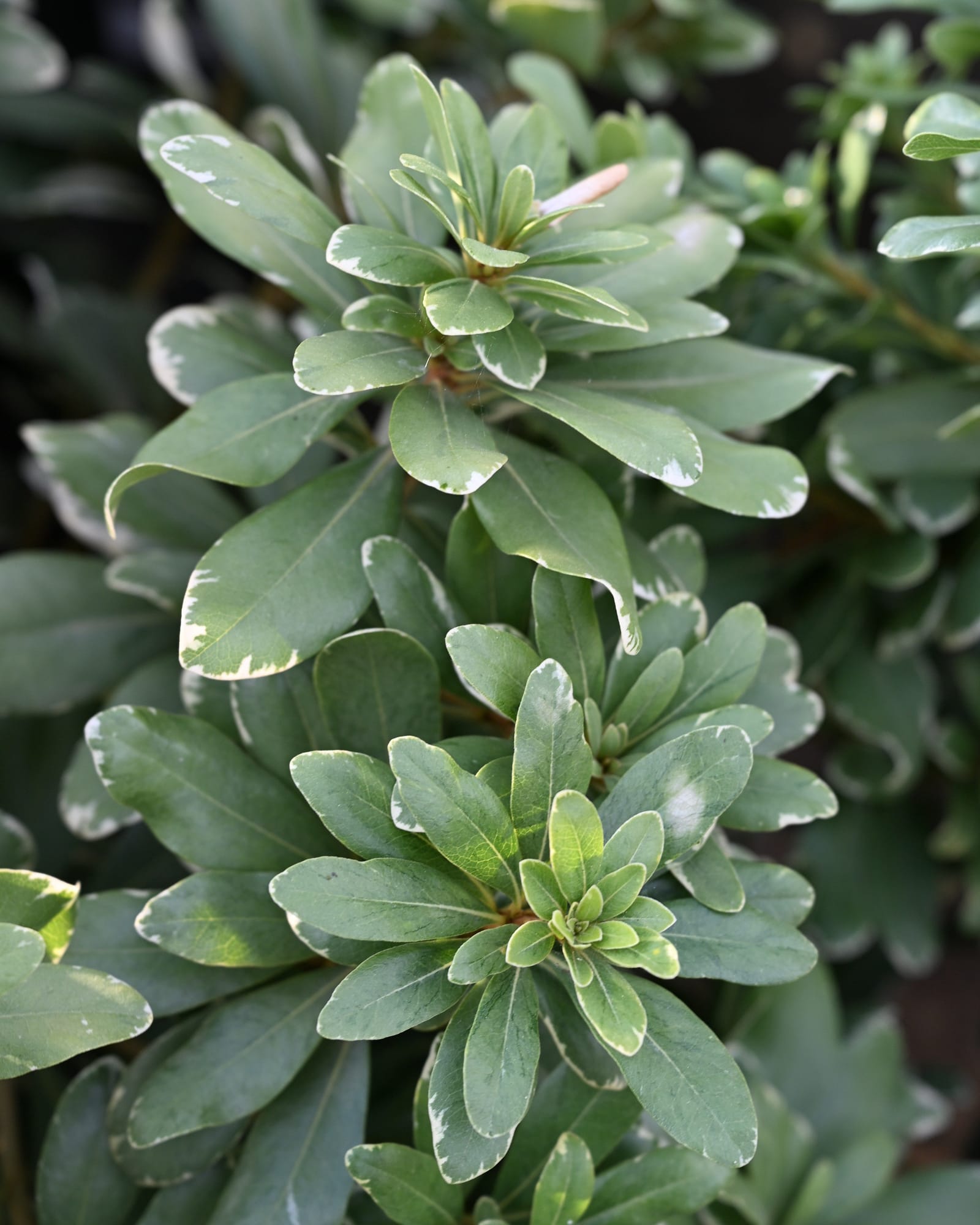 Variegated Pittosporum - view 5