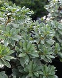 Variegated Pittosporum with glossy green leaves edged in cream