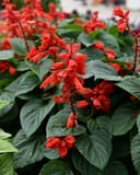 Vista Red Salvia with vivid red flower spikes and broad green leaves