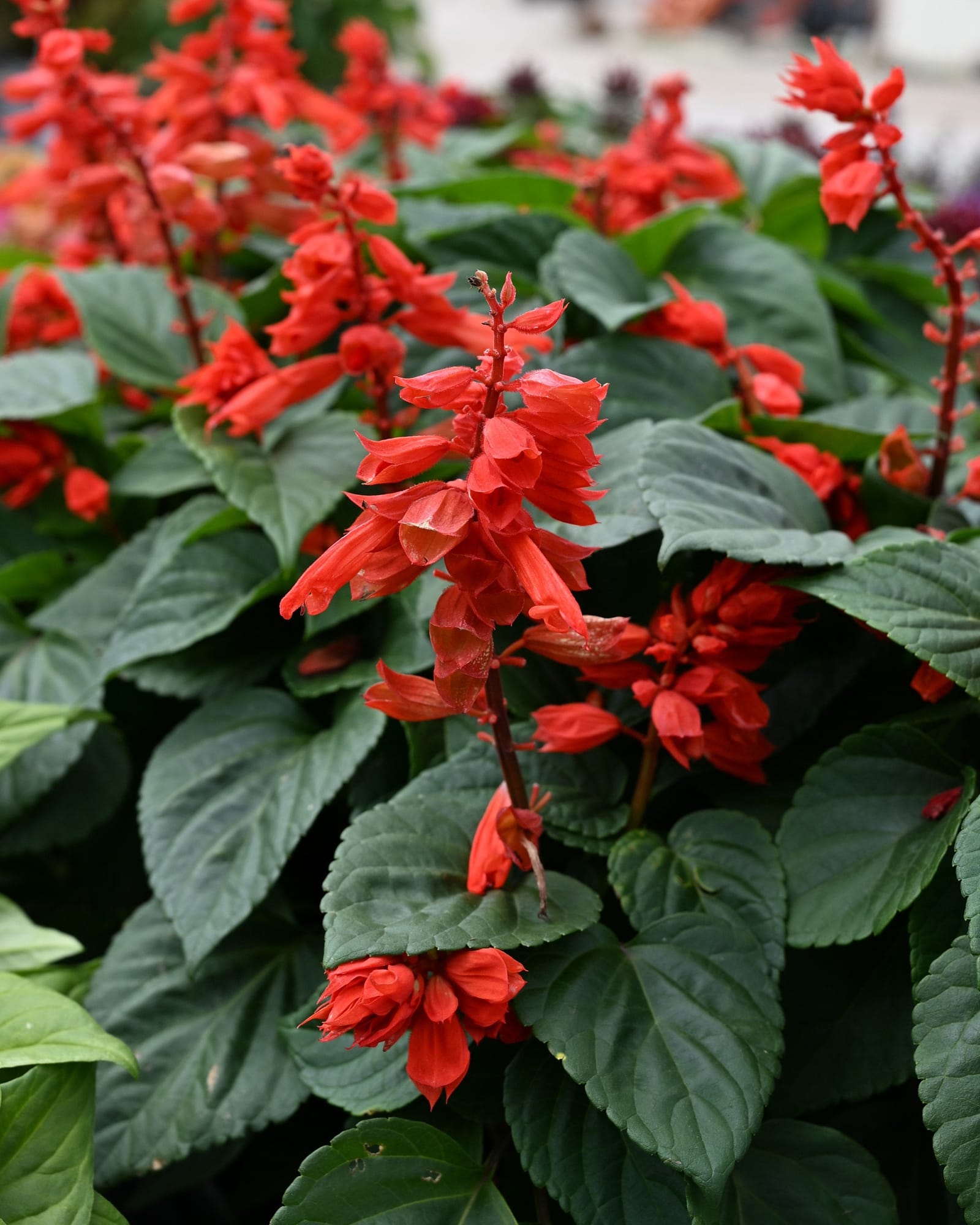 Vista Red Salvia red flower spikes Vista Red Salvia with vivid red flower spikes and broad green leaves