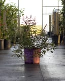 Vitex Galactic Pink with slender green foliage in a nursery container