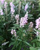 Vitex Galactic Pink with pale pink flower spikes and long green leaves